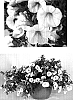 Calibrachoa%20sp.%20%27USCALI402-1%27