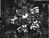 Pelargonium%20peltatum%20%27KLEPP06124%27