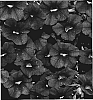 Calibrachoa%20sp.%20%27KLECA06123%27