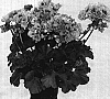 Pelargonium%20x%20hortorum%20%27KLEPS06126%27