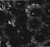 Calibrachoa%20sp.%20%27KLECA06121%27