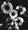 Calibrachoa%20sp.%20%27KLECA06120%27
