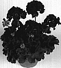 Pelargonium%20x%20hortorum%20%27Sweberry%27