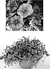 Calibrachoa%20sp.%20%27USCALI411-7%27