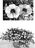 Calibrachoa%20sp.%20%27USCALI413-4%27
