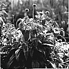 Echinacea%20purpurea%20%27Mount%20Hood%27