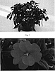 Impatiens%20x%20hybrida%20%27SAKIMP011%27