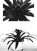 Guzmania%20hybrid%20%27Orion%27