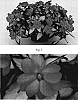Impatiens%20x%20hybrida%20%27SAKIMP005%27