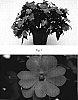 Impatiens%20x%20hybrida%20%27SAKIP006%27