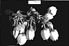Vaccinium%20corymbosum%20L.%20%27Snowchaser%27