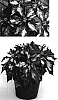 Euphorbia%20pulcherrima%20%27Ice%20Punch%27