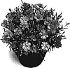 Dianthus%20caryophyllus%20%27Luxor%27