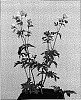 Geranium%20endressii%20x%20Geranium%20sylvaticum%20%27Melinda%27
