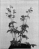 Geranium%20endressii%20x%20Geranium%20sylvaticum%20%27Melinda%27
