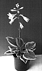 Hosta%20hybrid%20%27Secret%20Ambition%27