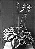 Hosta%20hybrid%20%27Fragrant%20Queen%27