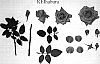 Rosa%20hybrida%20%27KEIhaburu%27