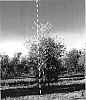 Olea%20europaeal%2FOlive%20Tree%20%27Chiquitita%27