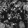 Rubus%20idaeus%20%27RAFZAQU%27
