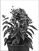 Phlox%20paniculata%20hybid%20%27Purple%20Kiss%27