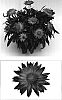Bracteantha%20bracteata%20%27FLOBRAELE%27