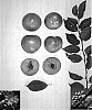 Prunus%20sp.%20%27Yellowsweet%20II%27