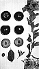 Prunus%20sp.%20%27Apriplum%20III%27