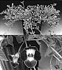 Torenia%20sp.%20%27Sunrenicobaio%27