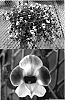 Torenia%20sp.%20%27Sunreniripin%27