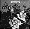 Rosa%20hybrida%20%27KORmixosia%27