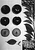 Prunus%20persica%20%27Black%20Majesty%27