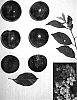 Prunus%20sp.%20%27Plumsweet%20X%27
