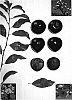 Prunus%20sp.%20%27Apriplum%20VII%27