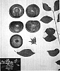 Prunus%20sp.%20%27Plumsweet%20XIII%27
