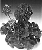 Pelargonium%20zonale%20%27Zonadarowite%27