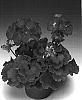 Pelargonium%20zonale%20%28L.%29%20L%27H%C3%83%C2%A9rit.%20ex%20Ait%20%27Zodarowie%27