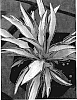Hosta%20%27Little%20Jay%27