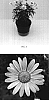 Argyranthemum%20x%20hybrida%20%27Bonmadpipa%27