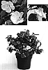 Abutilon%20megapotamicum%20x%20Abutilon%20hybrid%20%27ABU001%27