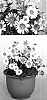 Argyranthemum%20frutescens%20%27HH140%27