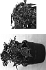Pentas%20lanceolata%20%27DPVG%27