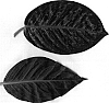 Aglaonema%20%27TWYAG0060%27