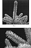 Picea%20pungens%20%27Blue%20Diamond%27