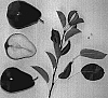 Pyrus%20communis%20L%20%27Lowry%20Red%27