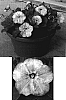 Petunia%20%20x%20hybrida%20%27Kumiyama%204%27