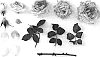Rosa%20hybrida%20%27JACtorob%27