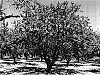Prunus%20dulcis%20%27Folsom%27