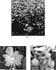Hypericum%20androsaemum%20%27Seigre%27