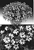 Phlox%20drummondii%20%27Sunphlotori%27